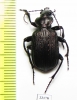 Calosoma sp.  Colombia - INSECTS-STORE.RU