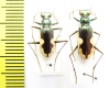 Hypaetha biramosa ssp., pair  Sri Lanka - INSECTS-STORE.RU