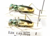 Hypaetha biramosa ssp., pair  Sri Lanka - INSECTS-STORE.RU