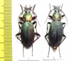 Carabus (Morphocarabus) hummeli smaragdulus, pair  Russia, Far East - INSECTS-STORE.RU