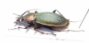 Carabus (Morphocarabus) hummeli smaragdulus  Russia, Far East - INSECTS-STORE.RU