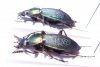 Carabus (Morphocarabus) hummeli smaragdulus, pair  Russia, Far East - INSECTS-STORE.RU