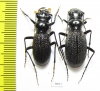 Megacephala atrospinosa atrospinosa, pair  Zambia - INSECTS-STORE.RU