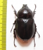 Haploscapanes barbarossa  Australia - INSECTS-STORE.RU