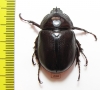 Haploscapanes barbarossa  Australia - INSECTS-STORE.RU