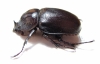 Haploscapanes barbarossa  Australia - INSECTS-STORE.RU