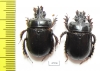 Ceratophyus hoffmannseggi, pair  Spain - INSECTS-STORE.RU