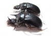 Ceratophyus hoffmannseggi, pair  Spain - INSECTS-STORE.RU
