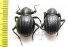 Tenebrionidae sp., pair  South Africa Rep. - INSECTS-STORE.RU