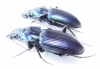 Lesticus insignis, pair  Malaysia, Borneo - INSECTS-STORE.RU