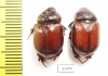 Neodon pecuarius, pair  Australia - INSECTS-STORE.RU