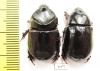Cheiroplatys nitidus, pair  Australia - INSECTS-STORE.RU