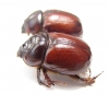 Neodon pecuarius, pair  Australia - INSECTS-STORE.RU