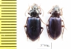 Carabidae sp.  Malaysia, Borneo - INSECTS-STORE.RU