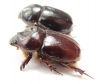 Cheiroplatys volsellus, pair  Australia - INSECTS-STORE.RU