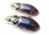 Carabidae sp.  Malaysia, Borneo - INSECTS-STORE.RU