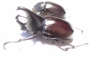 Xylotrupes gideon australicus, pair  Australia - INSECTS-STORE.RU