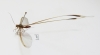 Nemopteridae sp.3  South Africa Rep. - INSECTS-STORE.RU