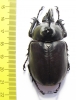 Eupatorus birmanicus  Thailand  55mm - INSECTS-STORE.RU