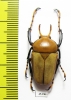 Platynocephalus miyashitai  Thailand - INSECTS-STORE.RU