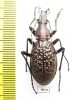 Carabus (Acoptolabrus) lopatini, male  Russia, Sakhalin isl. - INSECTS-STORE.RU