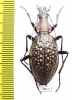 Carabus (Acoptolabrus) lopatini, female  Russia, Sakhalin isl. - INSECTS-STORE.RU