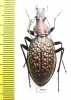 Carabus (Acoptolabrus) lopatini, female  Russia, Sakhalin isl. - INSECTS-STORE.RU
