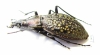 Carabus (Acoptolabrus) lopatini, female  Russia, Sakhalin isl. - INSECTS-STORE.RU