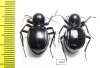 Tenebrionidae sp., pair  South Africa Rep. - INSECTS-STORE.RU