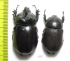 Pachyoryctes solidus, pair  Thailand  51mm - INSECTS-STORE.RU