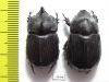Papuana woodlarkiana, pair  Indonesia, Buru isl. - INSECTS-STORE.RU