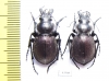 Callisthenes elegans kolshengelicus, pair  Kazakhstan - INSECTS-STORE.RU