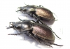 Callisthenes elegans kolshengelicus, pair  Kazakhstan - INSECTS-STORE.RU