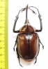 Golofa porteri? Colombia  66mm - INSECTS-STORE.RU