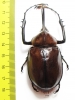 Golofa porteri? Colombia  66mm - INSECTS-STORE.RU