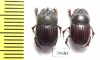 Copris sp.  South Africa Rep. - INSECTS-STORE.RU
