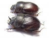 Copris sp.  South Africa Rep. - INSECTS-STORE.RU