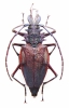 Psalidognathus friendi, female  Colombia 65(76) mm - INSECTS-STORE.RU