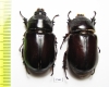 Oryctes amberiensis, pair  Madagascar - INSECTS-STORE.RU
