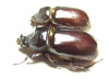 Oryctes amberiensis, pair  Madagascar - INSECTS-STORE.RU