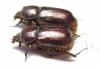 Dynastinae sp., pair  South Africa Rep. - INSECTS-STORE.RU
