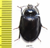 Tenebrionidae sp.  Australia - INSECTS-STORE.RU