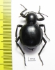 Tenebrionidae sp.  South Africa Rep. - INSECTS-STORE.RU