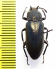 Tenebrionidae sp.  Malaysia, Borneo - INSECTS-STORE.RU