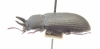 Cryphaeus sp.  India, Uttarakhand - INSECTS-STORE.RU