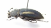 Tenebrionidae sp.  Malaysia, Borneo - INSECTS-STORE.RU