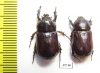 Dynastinae sp., pair  South Africa Rep. - INSECTS-STORE.RU