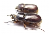 Dynastinae sp., pair  South Africa Rep. - INSECTS-STORE.RU