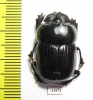 Catharsius sp.  Zambia - INSECTS-STORE.RU