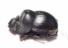Catharsius sp.  Zambia - INSECTS-STORE.RU
